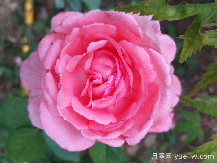 月季，即成美景，也能入藥(圖1)