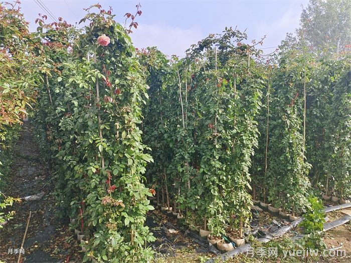 藤本月季是購買大苗好還是小苗好？(圖1)
