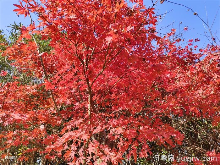 中國紅楓、美國紅楓、日本紅楓、加拿大紅楓的區(qū)別對比(圖2)