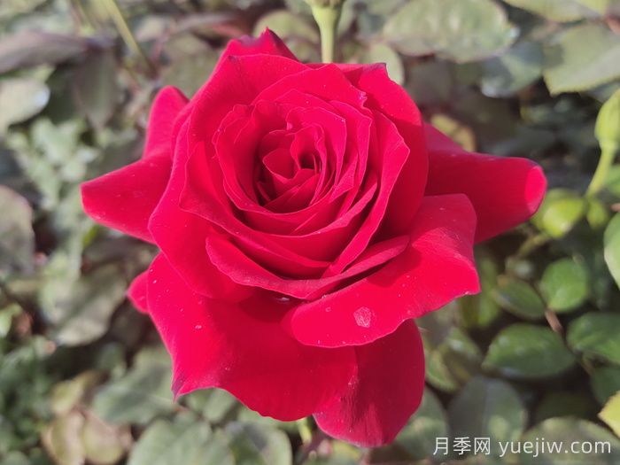 精選贊美月季的詩詞十首(圖1)