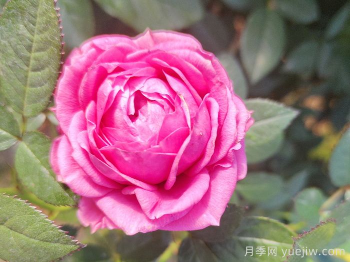 精選贊美月季的詩詞十首(圖3)