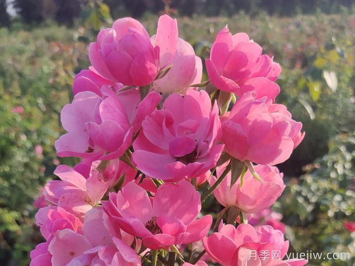 養(yǎng)好月季花需要注意的三個要點(圖1)