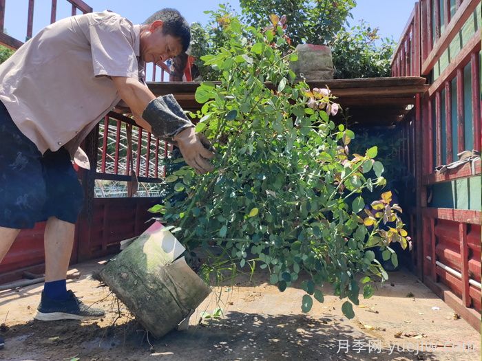 月季出秋筍，教你兩個(gè)月養(yǎng)成大壯枝(圖1)