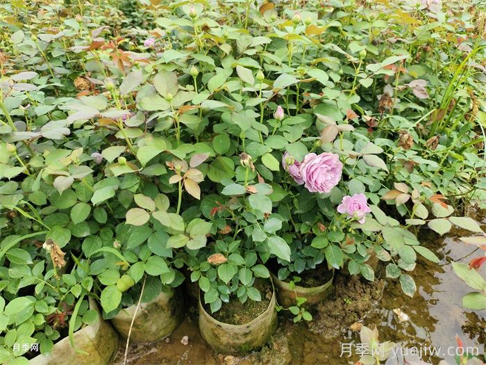 為什么秋天買月季好？(圖1)
