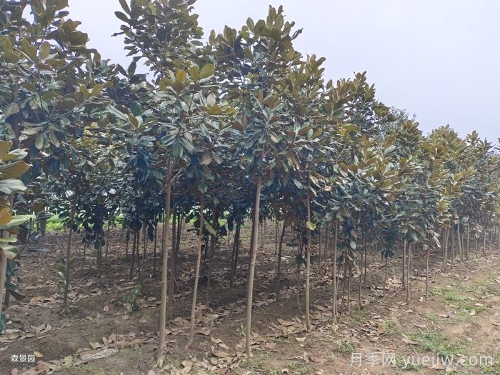 南陽南召廣玉蘭苗木栽培注意事項(xiàng)(圖1)