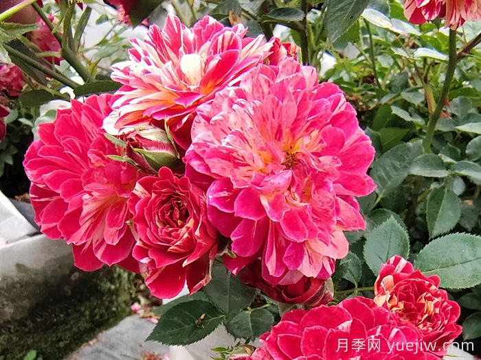 如何選擇適合自己的月季花？(圖1)