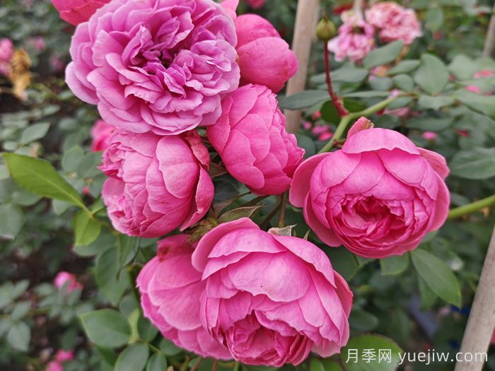 適合夏季的藤本月季品種，高溫也能開(kāi)花(圖3)
