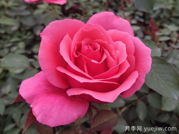 香水月季長(zhǎng)什么樣？(圖2)