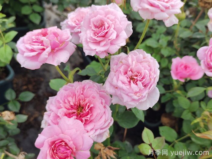 陽臺黨必入的3個月季花品種(圖3)