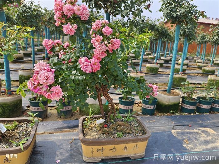 古樁盆景月季，既有顏值，又有價值(圖1)
