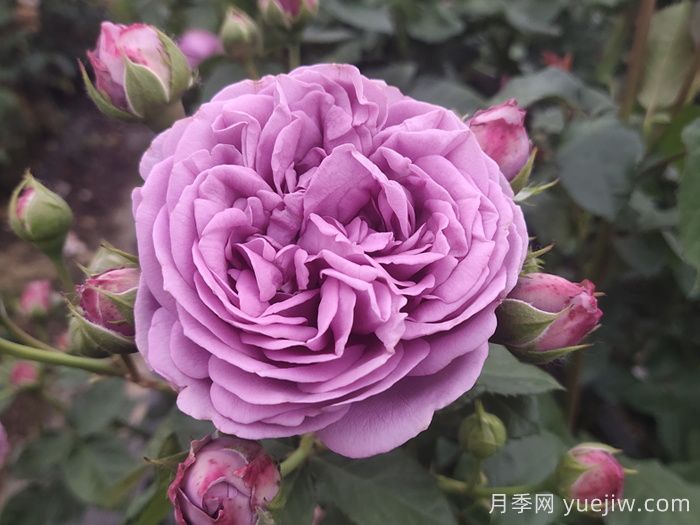 優(yōu)秀的切花：紫霧泡泡月季(圖1)