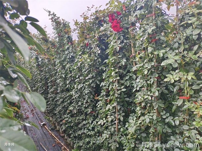 藤本月季不開花什么原因？可能是這6點(diǎn)(圖2)