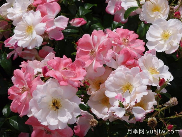 玫瑰浪漫月季/火蛋白石/薔薇浪漫/格萊特(圖2)