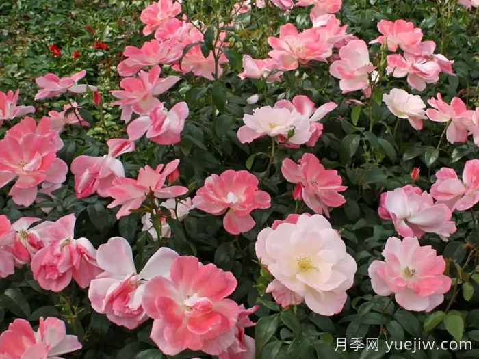 玫瑰浪漫月季/火蛋白石/薔薇浪漫/格萊特(圖3)