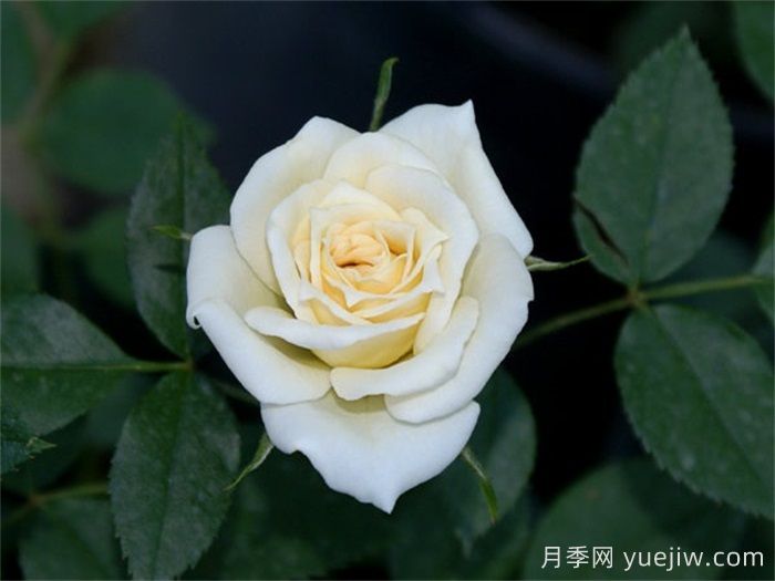 雪新娘月季(圖1)