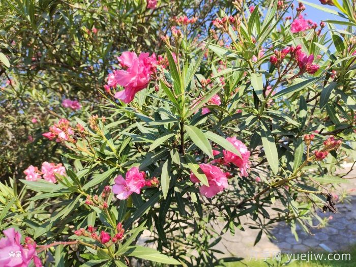 四類花木在庭院種植時(shí)要避開(kāi)(圖2)