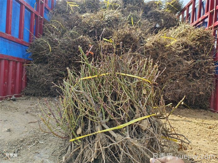 經(jīng)過遠(yuǎn)距離運(yùn)輸?shù)脑录韭愀?，定植上盆辦法詳解(圖3)