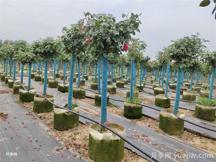 嫁接樹狀月季了，時間方法交給你(圖2)