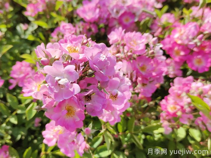 月季種植澆水技術(shù)有何奧秘(圖1)