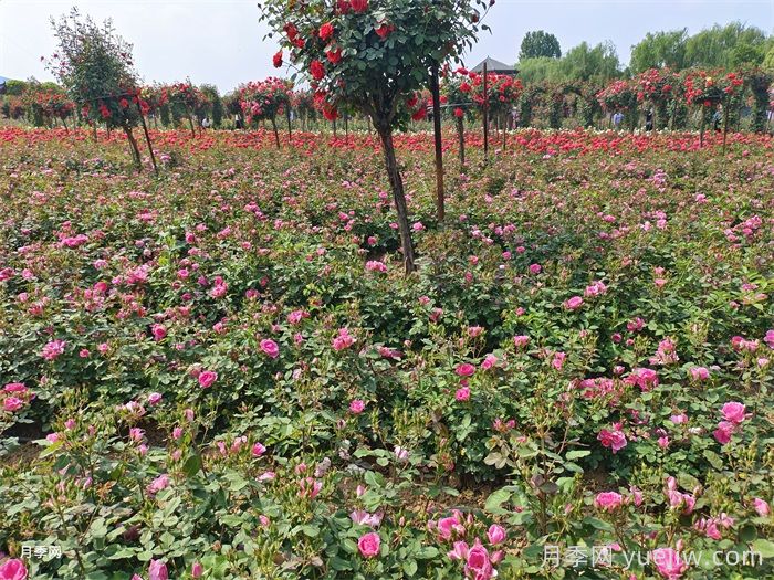 月季花的養(yǎng)殖方法和注意事項(xiàng)總結(jié)(圖3)