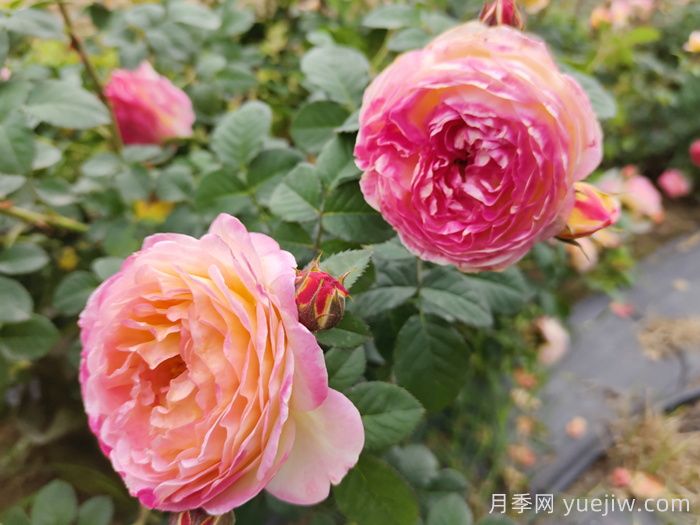 月季種類(lèi)，藤本月季和灌木月季如何來(lái)區(qū)別？(圖2)