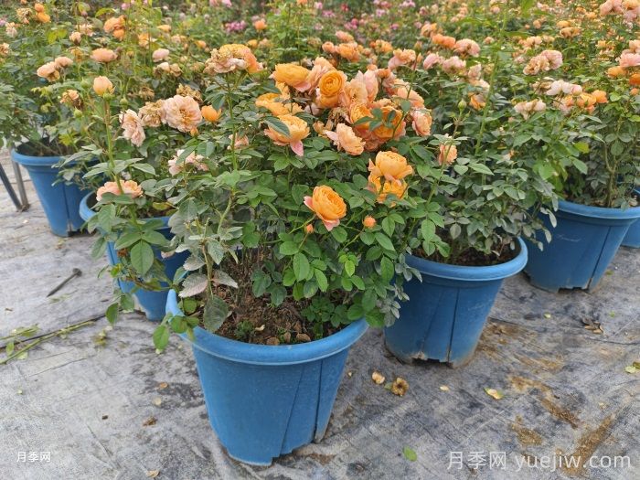 月季花如何修剪？南陽基地抓住這3個(gè)時(shí)間修剪花開不斷(圖1)