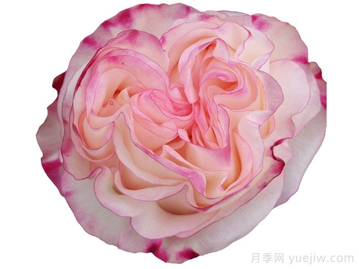 可愛教主月季/小可愛/非?？蓯?圖1)