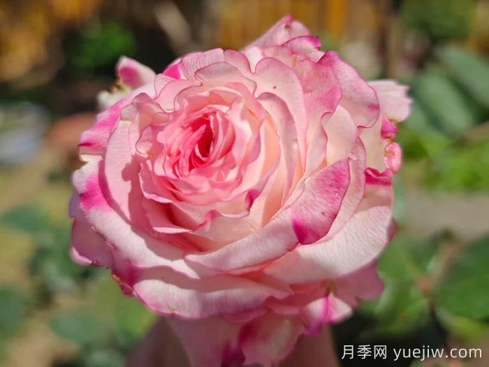可愛教主月季/小可愛/非?？蓯?圖2)