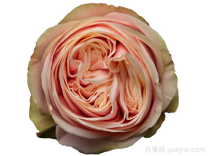 天鵝格蕾絲月季/優(yōu)雅天鵝(圖1)