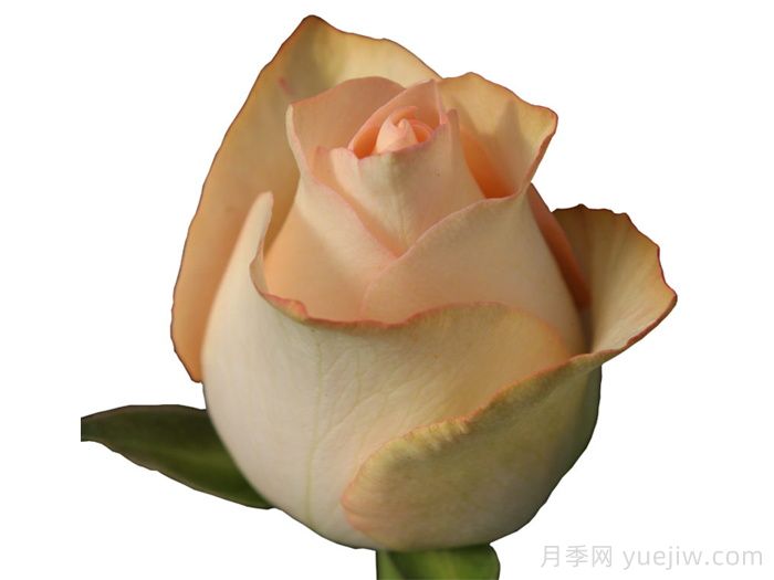 桃色朱米莉亞月季/桃色艾莎月季(圖1)