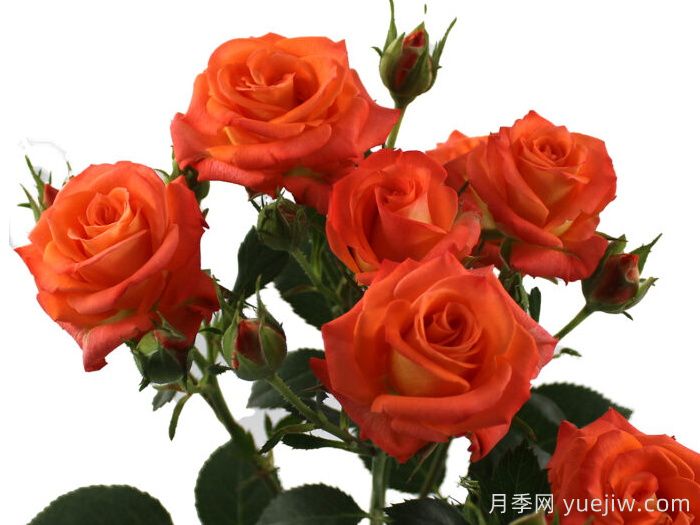 桔橙之花月季(圖1)