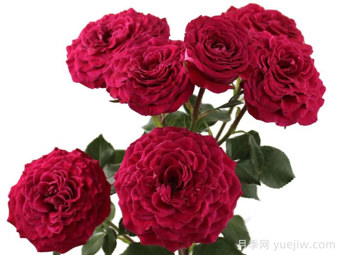 櫻桃之花月季(圖1)