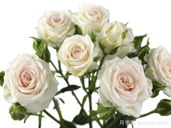沙灘之花月季(圖1)