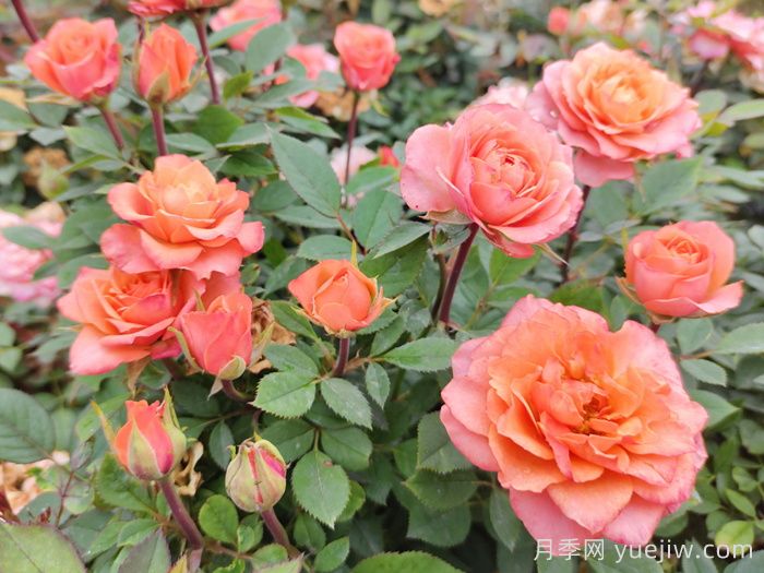 月季花夏天養(yǎng)護技巧(圖1)