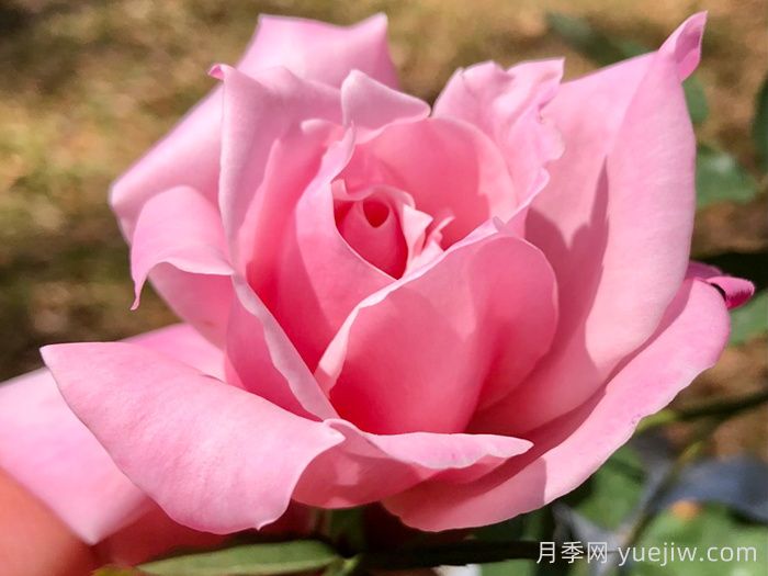 灌木初戀月季的優(yōu)缺點(diǎn)是什么？？(圖1)