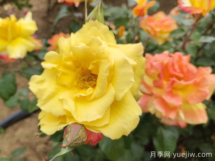 8首***美月季花古詩，春天賞花品詩(圖2)