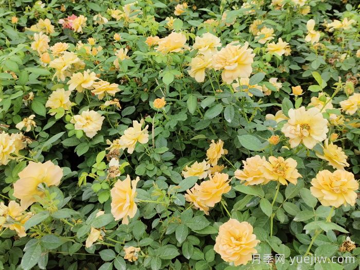 月季苗如何種植防治大蟋蟀？(圖1)
