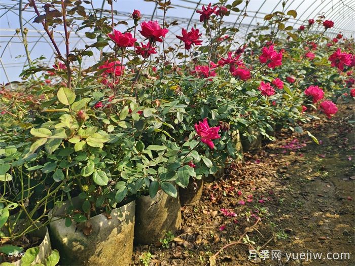 月季花后如何修剪？(圖1)