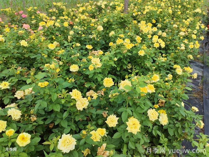 不同狀態(tài)的月季如何修剪？(圖1)