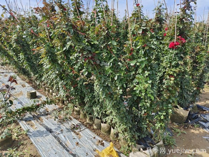 藤本月季養(yǎng)植要點有哪些？(圖1)
