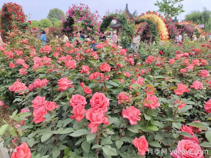 月季花開，南陽(yáng)月季在園林綠化的場(chǎng)景展示(圖2)