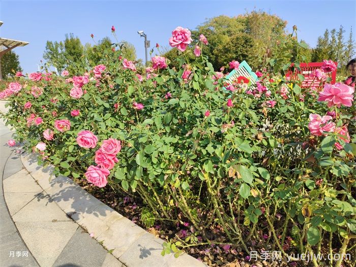 月季花開，南陽(yáng)月季在園林綠化的場(chǎng)景展示(圖3)