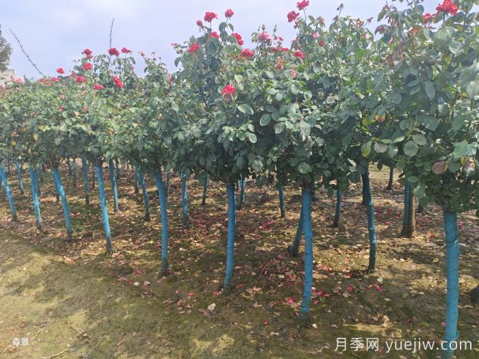 南陽樹狀月季網(wǎng)上交易成功，900棵出嫁杭州蕭山(圖2)