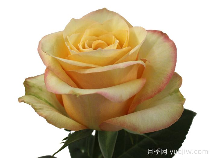 桃色博加德月季/桃子鮑嘉(圖1)