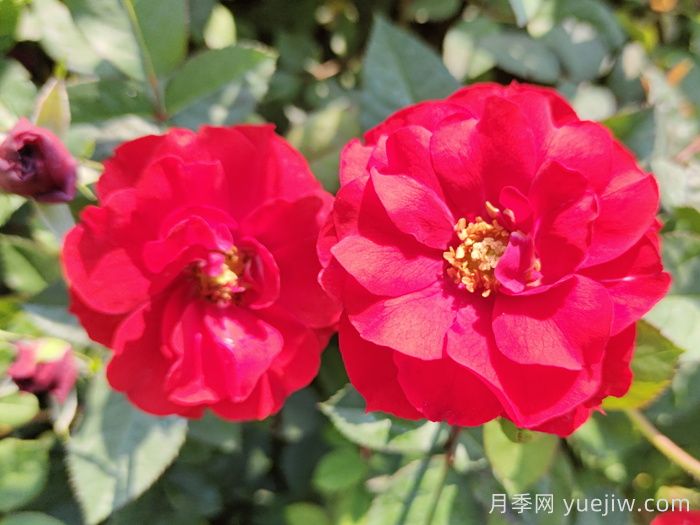莫海姆月季/曼海姆宮殿月季(圖1)