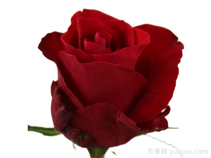 紅色知更鳥(niǎo)月季(圖1)