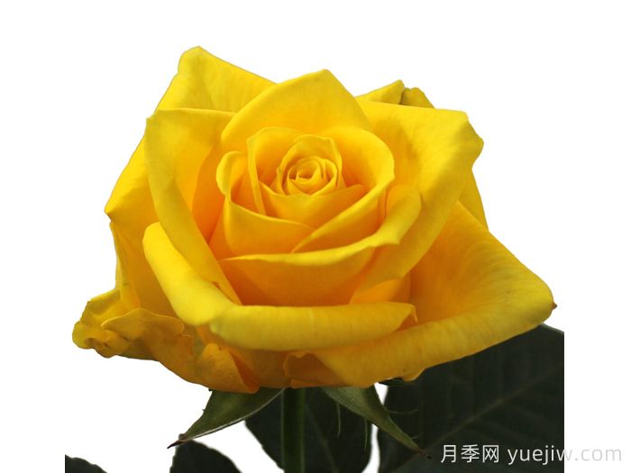 金鳥月季(圖1)