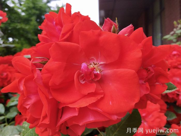 橘紅潮月季/橙色波浪(Kordes)(圖1)