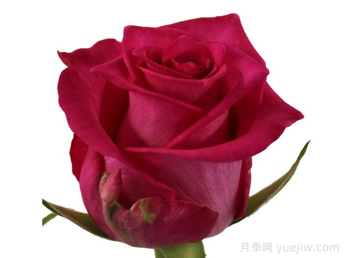 優(yōu)雅獅子月季(圖1)