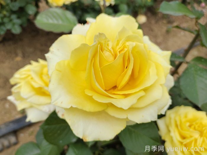 月季銹病的危害癥狀及其防治技術(shù)要點(diǎn)有哪些？(圖1)